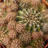 Echinopsis boyuibensis or hammerschmidii Cardenas ©JL1457.JPG